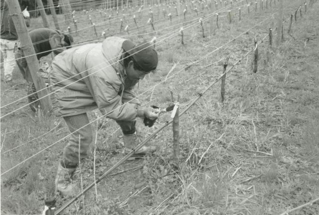 Planting in 1992
